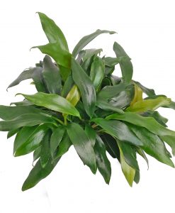 Anubias 'Dragon Claw'