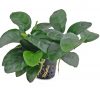 Anubias Nana 'Long Wavy'