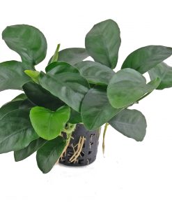 Anubias Nana 'Long Wavy'