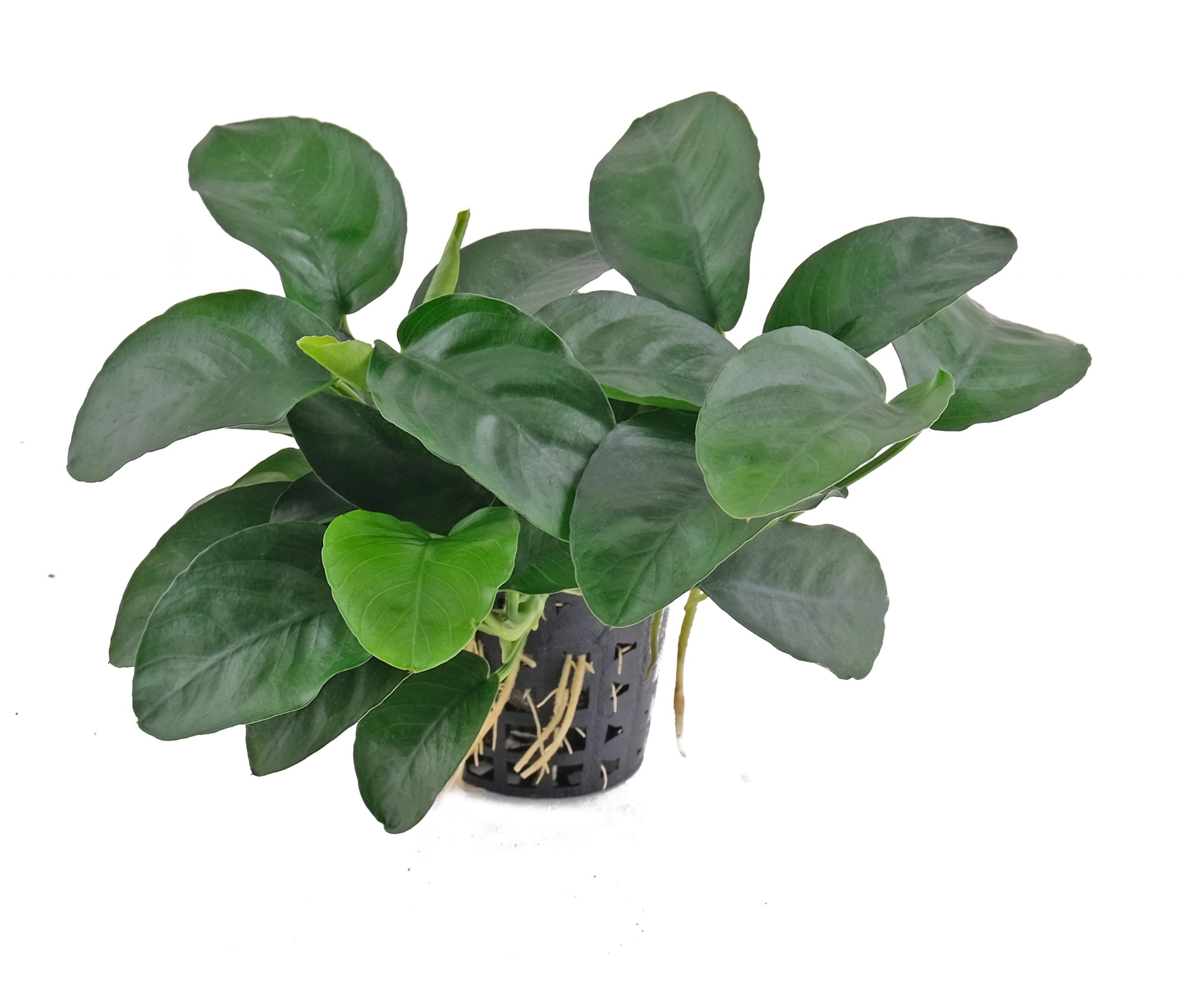 Anubias Nana 'Long Wavy'