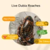 True Bugs Dubia Roaches