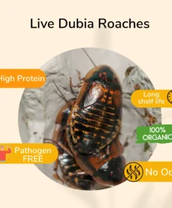 True Bugs Dubia Roaches