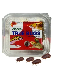 True Bugs Dubia Roaches