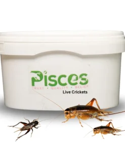 True Bugs Live Crickets