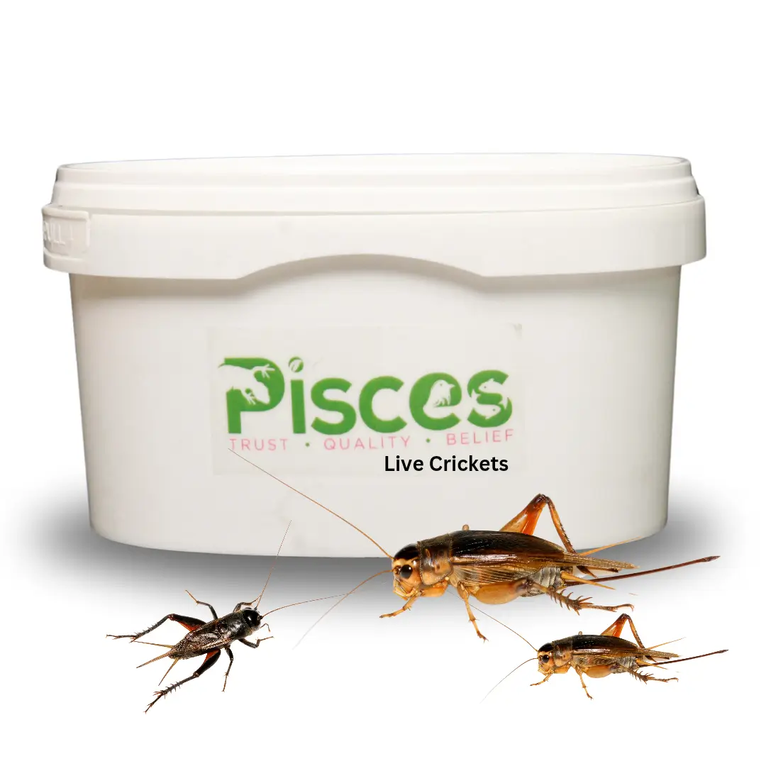 True Bugs Live Crickets
