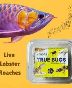 True Bugs Live Lobster Roaches