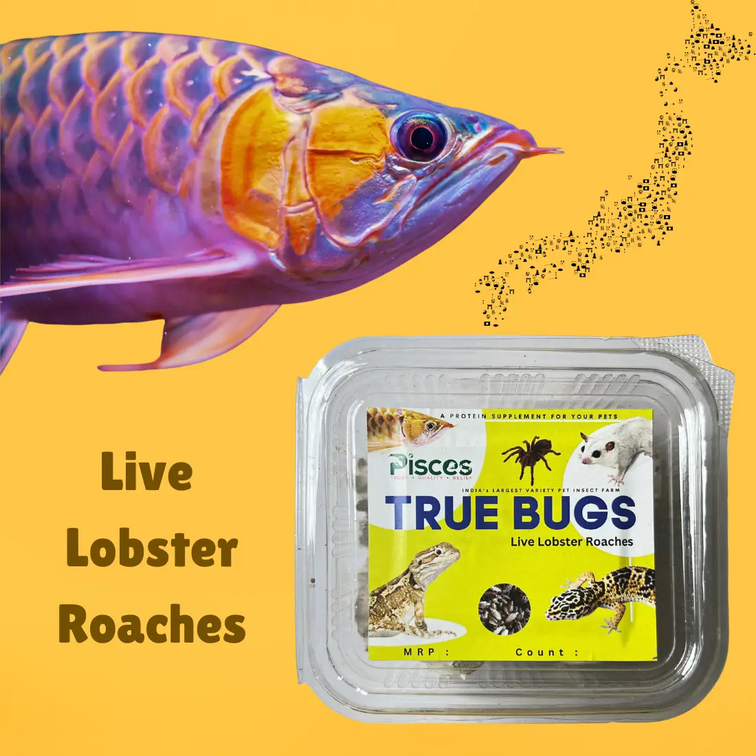 True Bugs Live Lobster Roaches