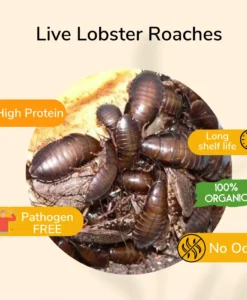 True Bugs Live Lobster Roaches