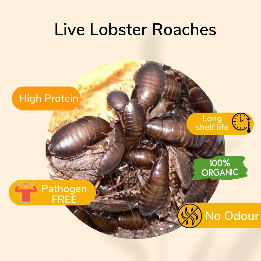 True Bugs Live Lobster Roaches