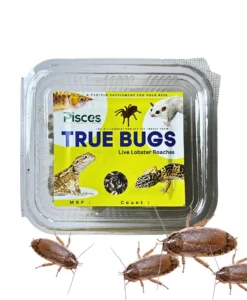 True Bugs Live Lobster Roaches