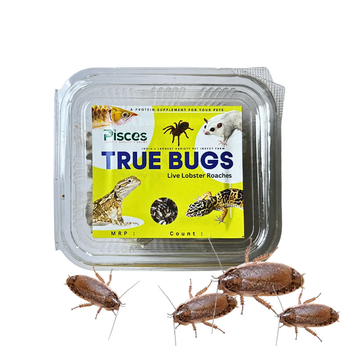 True Bugs Live Lobster Roaches