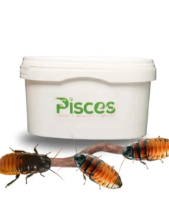 True Bugs Live Madagascar Hissing Roaches