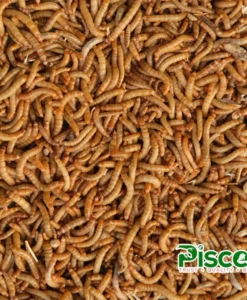 True Bugs Live Mealworms