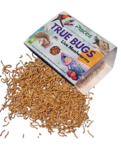 True Bugs Live Mealworms