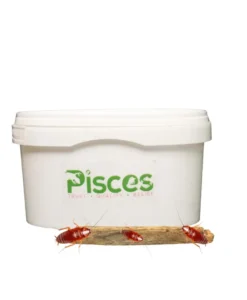 True Bugs Live Red Runner Roaches