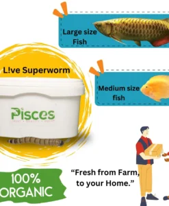 True Bugs Live Superworms