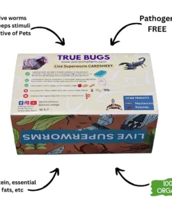 True Bugs Live Superworms