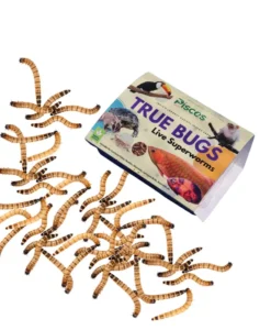 True Bugs Live Superworms