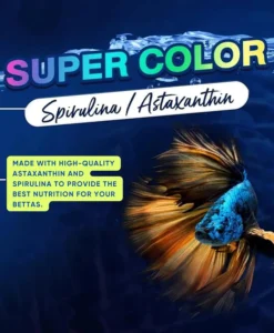 Okiko Betta Bright Color