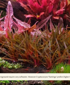 2_Eriocalulon_and_Flamingo