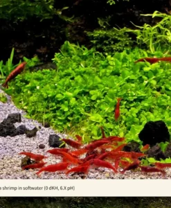 6_Neocaridina_Shrimp