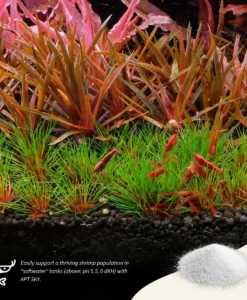 APT SKY Shrimps in softwater