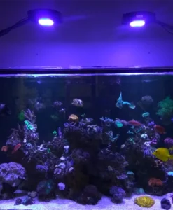 Aquanest M8 Light tank