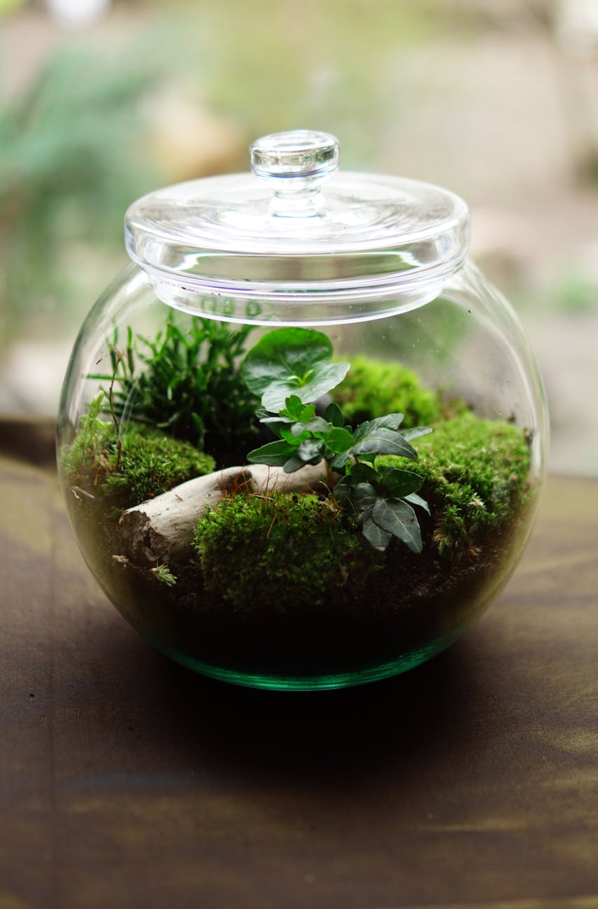 green plant in clear glass jar