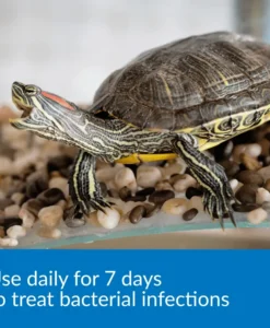 API Turtle Fix
